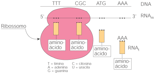 Troca de genes entre espécies diferentes